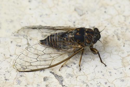 Tettigettalna argentata